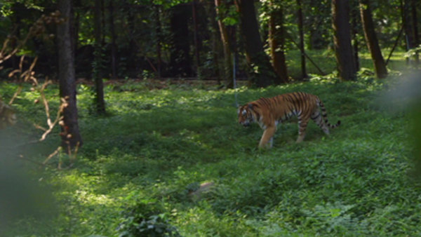 The Zoo - S02E02 - The Tiger's Dance