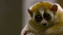 The Zoo - Episode 5 - Slow Loris Romance