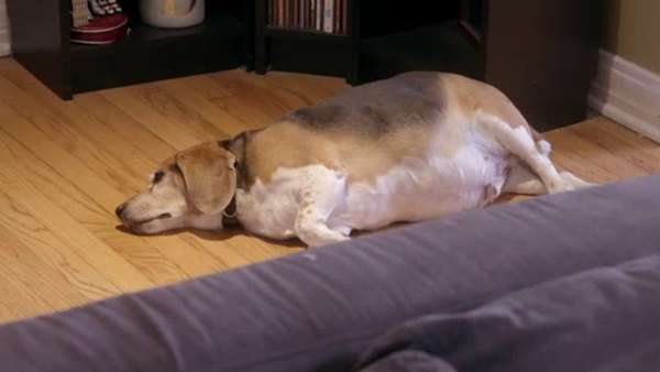 My Big Fat Pet Makeover - S01E01 - Beagle Burglar