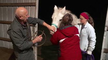 The Incredible Dr Pol - Episode 8 - A Twitch in Time