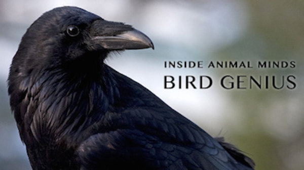 NOVA - S41E08 - Inside Animal Minds: Bird Genius (1)