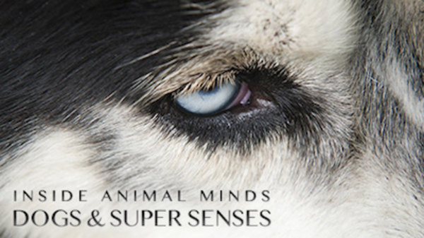 NOVA - S41E09 - Inside Animal Minds: Dogs & Super Senses (2)