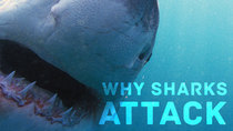 NOVA - Episode 11 - Why Sharks Attack