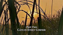 Nature - Episode 2 - Super Cats: Cats in Every Corner