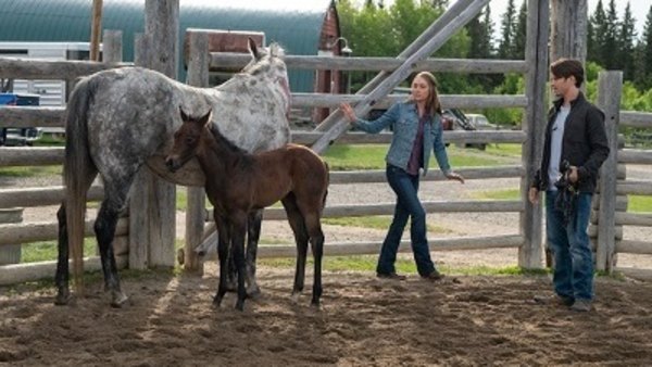 Heartland (CA) - S12E01 - Dare to Dream