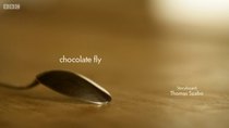 Minuscule - Episode 89 - chocolate fly