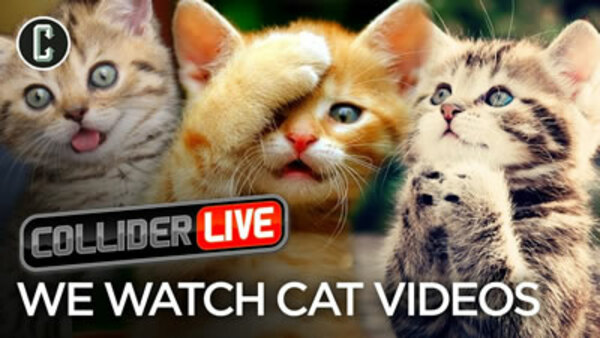 Collider Live - S2019E11 - We Watch Cat Videos (#63)