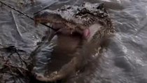 Swamp People - Episode 20 - Day of Reckoning