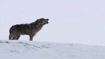 Explorer - Episode 3 - Yellowstone Wolves