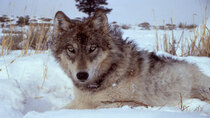 Wild Yellowstone - Episode 3 - She Wolf