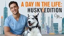 Doctor Mike - Episode 22 - A Day in the Life: Siberian Husky Edition | Doctor Mike