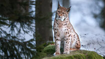 Nature - Episode 15 - Forest of the Lynx