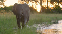 Nature - Episode 1 - Naledi: One Little Elephant