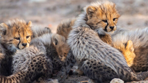 Nature - S36E05 - The Cheetah Children