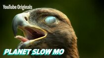 Planet Slow Mo - Episode 9 - Super Slow Motion Birds