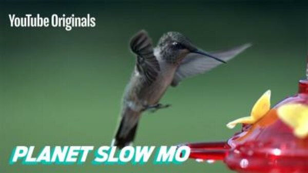 Planet Slow Mo - S01E10 - How Fast Can a Hummingbird Flap?