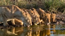 Big Cat Tales - Episode 4 - Faces From the Shadows