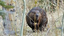 Natural World - Episode 8 - Beavers Behaving Badly