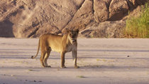 Natural World - Episode 14 - Desert Lions