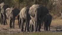 BBC Documentaries - Episode 37 - Botswana: Trouble in the Elephant Sanctuary