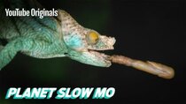 Planet Slow Mo - Episode 17 - Fast Reptiles in Slow Mo