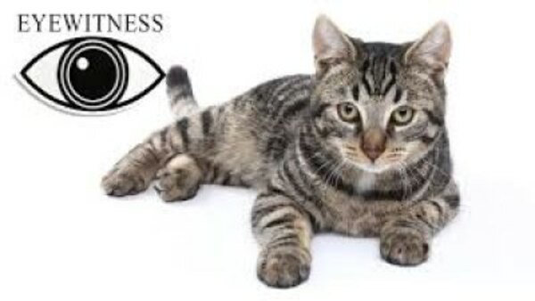 Eyewitness - Ep. 3 - Cats