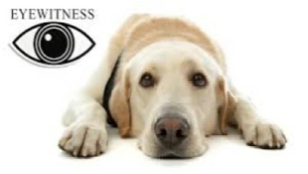 Eyewitness - S01E05 - Dog