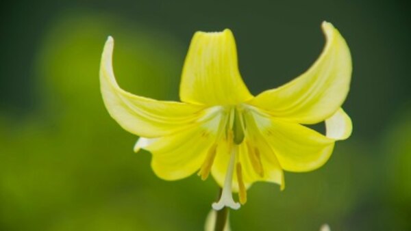 Gardeners' World - S52E04 - 