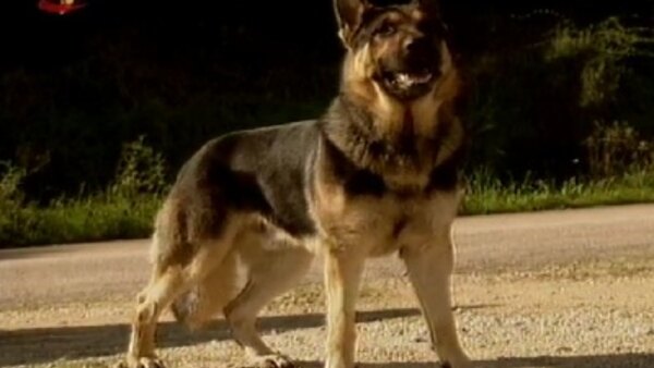 Inspector Max - S01E01 - Um cão na família