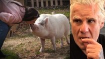 Dr. Phil - Episode 149 - I Treat My Pet Pigs Better Than My Noisy-Eating Fiancé