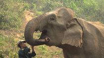 Asia Insight - Episode 10 - Protecting Asian Elephants in Laos