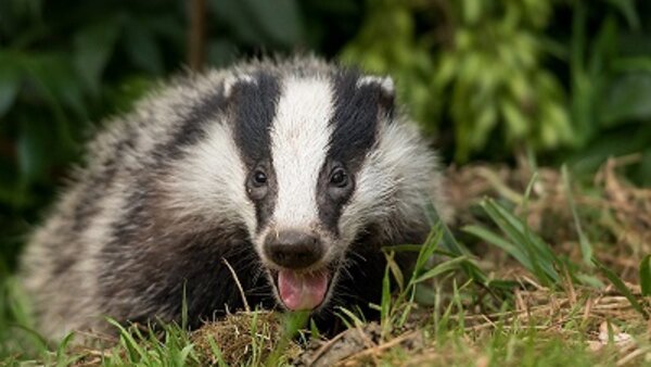 Springwatch - S2019E02 - 