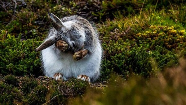 Springwatch - S2019E08 - 