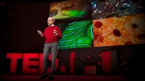 TED Talks - Episode 129 - Roger Hanlon: The amazing brains and morphing skin of octopuses...