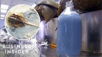 So Expensive - Episode 4 - Why Horseshoe Crab Blood Is So Expensive