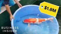 So Expensive - Episode 11 - Why Koi Fish Are So Expensive