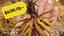 So Expensive - Episode 11 - Why Caterpillar Fungus Is So Expensive