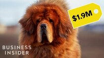 So Expensive - Episode 2 - Why Pedigree Dogs Are So Expensive
