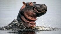 Natural World - Episode 2 - Hippos: Africa's River Giants