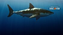 Shark Week - Episode 4 - Legend of Deep Blue