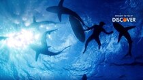 Shark Week - Episode 6 - Sharkwrecked: Crash Landing