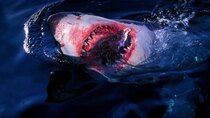 Shark Week - Episode 7 - Laws of Jaws: Dangerous Waters