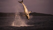 Shark Week - Episode 8 - Air Jaws Strikes Back