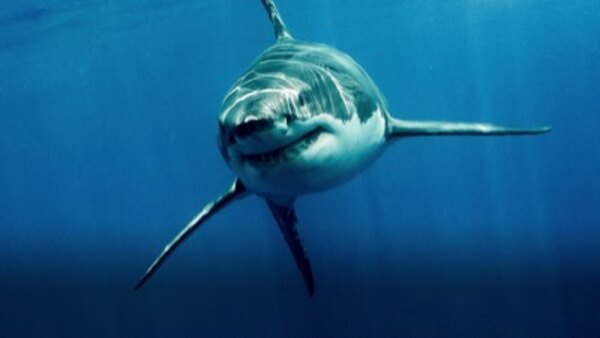 Shark Week - S2019E12 - Great White Kill Zone: Guadalupe