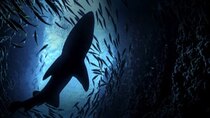 Shark Week - Episode 18 - Shark Week Immersion