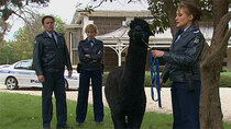 Blue Heelers - Episode 5 - Heirs Apparent