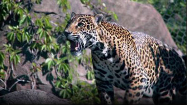 72 Dangerous Animals: Latin America Season 1 Episode 1 info and links