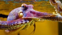 Natural World - Episode 3 - The Octopus in My House