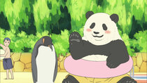 Shirokuma Cafe - Episode 19 - There Are Many Kinds of Penguins / What Is Baisen!?