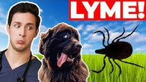 Doctor Mike - Episode 65 - My Puppy Got Lyme Disease & I Didn't Treat It...
